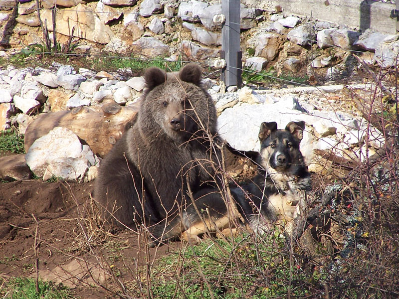Velebit sanctuary for young bears Kuterevo- (2)